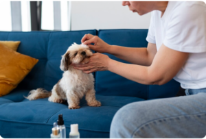 Read more about the article Puppy Potty Training Spray